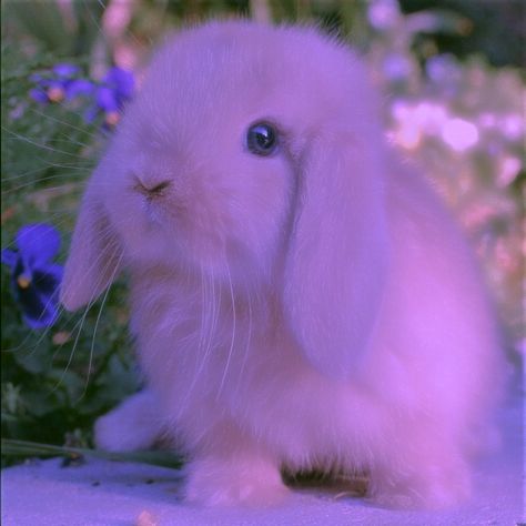 Worlds Cutest Animals, Bunny Blue, Rabbit Pictures, Beautiful Rabbit, Purple Bunny, Whatsapp Wallpaper Cute, Purple Animals, Cute Kawaii Animals