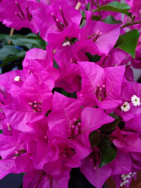 Bougainvillea Vera Deep Purple Bougainvillea, Deep Purple, Purple