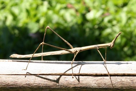 (Wandelende Tak) Walking Stick Insect, Stick Insect, Wooden Walking Sticks, Walking Stick, Weird And Wonderful, Walking Sticks, Animals Beautiful, Insects, Walking