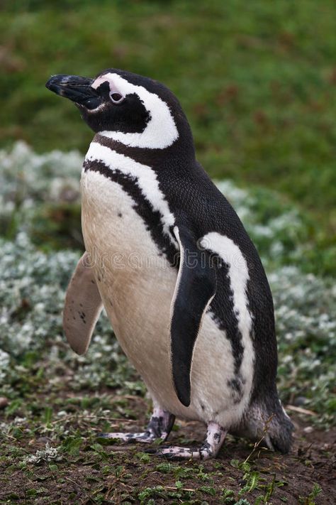 Magellanic penguin close-up. Magellanic penguin female stays in the colored gras , #sponsored, #close, #female, #Magellanic, #penguin, #stays #ad Magellanic Penguins, Magellanic Penguin, Penguin Images, Sculpture Inspiration, Background Pics, Patagonia Chile, Dinosaur Pictures, Falkland Islands, Animal Sculpture