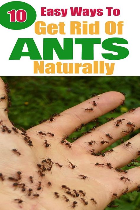 Here are the best natural ways to get rid of ants from your home. No one wants a trail of ants continuously in their living room, kitchen or bathroom. Get rid of those ants today with these natural remedies. #ants #homeremedies #naturalremedies Ants Repellent Diy, Ant Remedies, Ant Killer Recipe, Ant Removal, Ant Trail, Repellent Diy, Cleaning With Hydrogen Peroxide, Don't Come Back, Sugar Ants