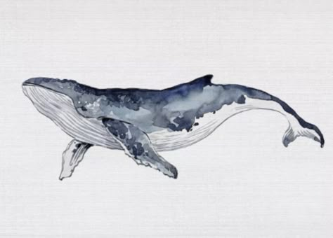 Blue Whale Watercolor Paintings, Realistic Whale Drawing, Grey Whale Drawing, Whale Drawing Watercolor, Watercolour Whale Art, Whale Painting Watercolor, Humpback Whale Watercolor, Dolphin Drawing Aesthetic, Paint Whale