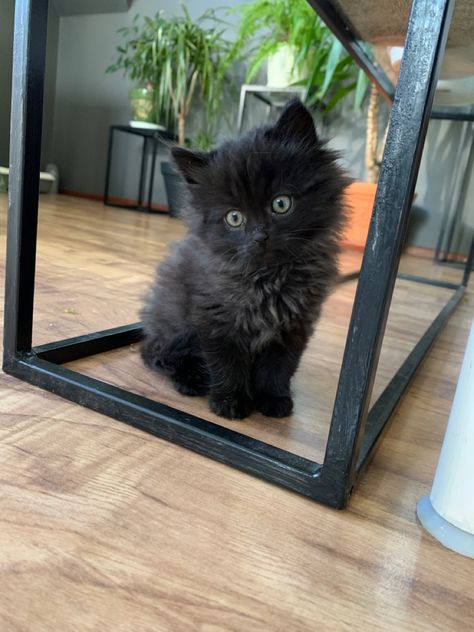 #cats #black Black Fluffy Kitten, Black Fluffy Cat, Fluffy Black Cat, Cute Black Kitten, Black Kitties, Cats Black, Cats Photos, Fluffy Kittens, Cat Photos