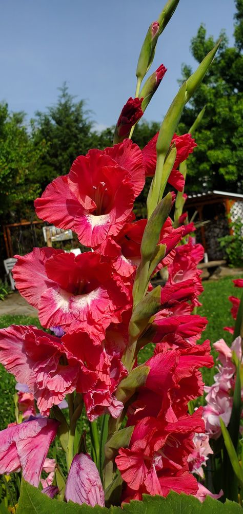 From my small garden!! Gladiolus Flowers!! Gladiolus Flower, Gladioli, Flower Pictures, Small Garden, Flowers, Quick Saves