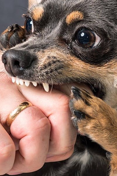 Biting Reference, Dog Bite, Dog Playing, Dog Biting Paws, How To Stop Puppy Biting, How To Get A Puppy To Stop Biting, Accident Injury, Puppy Biting, Dog Minding