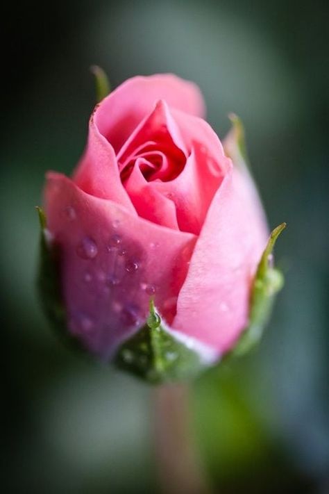 With Valentine’s Day right around the corner, we thought it’d be fitting to share our favorite rose photos found on Pinterest.  Enjoy and Happy Valentine’s Day everyone!       Do you often take photos of roses and other flowers? Check out our tutorials below that may help you improve your flower photographing skills. Macro … Good Morning Rose Images, Morning Rose, Good Morning Roses, Rose Images, Colorful Roses, Mini Roses, Rose Photos, Romantic Roses, Water Droplets