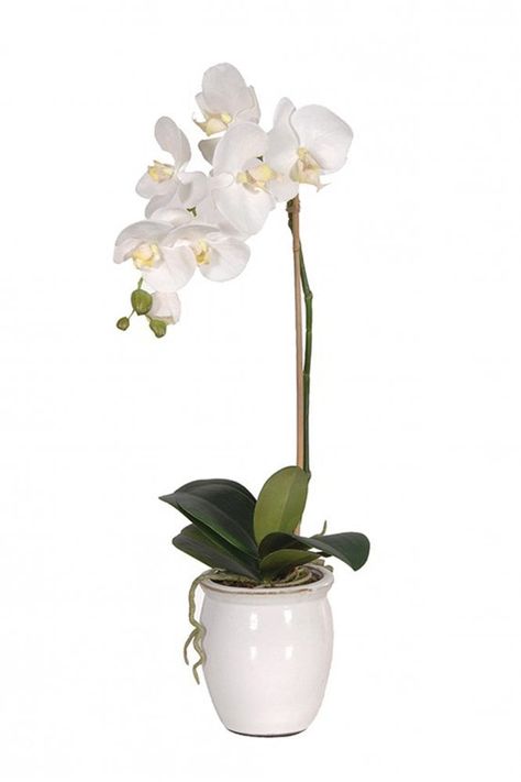 Potted Orchid, Orchid Phalaenopsis, Orchid Pot, Kitchen And Bath Design, White Orchids, Bath Design, Art Accessories, Home Collections, Painting Inspiration