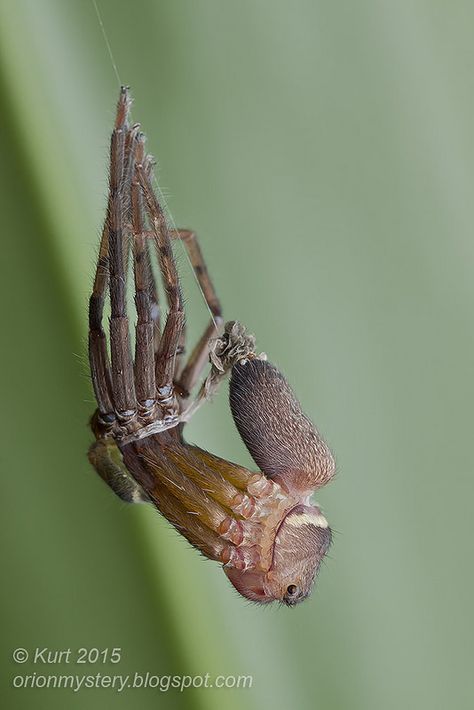 Molting huntsman spider | by Kurt (orionmystery.blogspot.com) Spider Molting, Unique Spiders, Spider Aesthetic, Poisonous Spiders, Huntsman Spider, Spiders And Snakes, Spooky Stuff, Last Shot, Arthropods