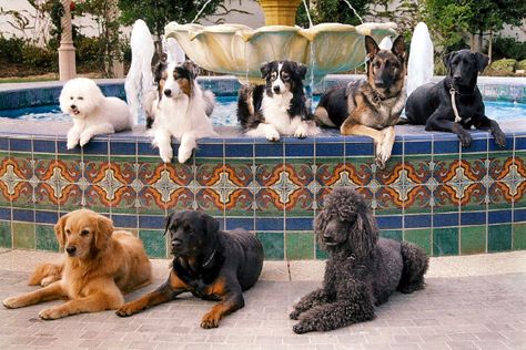 Service dog breeds. Service Dog Breeds, Service Dogs Breeds, Pet Waste Station, Psychiatric Service Dog, Emotional Support Dog, Support Dog, Assistance Dog, Pet Ideas, Dog Store