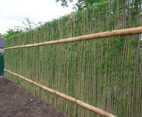 20-Beautiful-Examples-Of-Living-Willow-Fences-19 Living Privacy Fences, Living Willow Fence, Willow Fence, Living Willow, Hedging Plants, Living Fence, Bamboo Fence, Fence Ideas, Privacy Fence