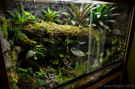 Arid Bioactive Vivarium, Closed Terrarium Animals, Tree Frog Terrarium, Carnivorous Bog Terrarium, Arboreal Vivarium, Dart Frog Terrarium, Gecko Vivarium, Dart Frog Vivarium, Bioactive Vivarium