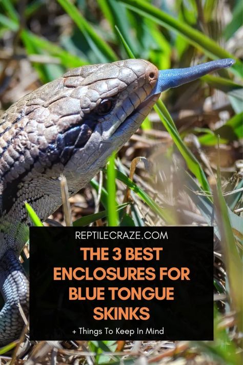 Blue tongue skinks need to have a proper enclosure in order to thrive. The best enclosure you can provide for your blue tongue skink should not only be spacious but also secure, durable, adequately ventilated, and can withstand heat. We found and tested the best blue tongue skink enclosures, and in this article, we are … Skink Enclosure, Blue Tongue Skink, The 3, Heat, Blue