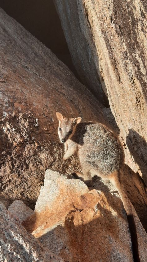 cute
cute animals
animals cute
wallaby
rock wallaby
cute wallaby
australian wildlife
cute australian animals
australian animals
australia
australia aesthetic
travel australia
queensland
magnetic island
maggie
maggie core
island life
island aesthetic
photography
aesthetic photography
travel photography
animal photography
wildlife photography
cute animal wallpaper
wallpaper
cute wallpaper
aesthetic wallpaper Magnetic Island Aesthetic, Magnetic Island, Enjoying The Sun, Aesthetic Photography, Australia, Photography, Travel