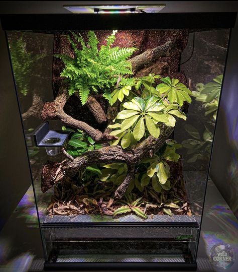 Emerald Tree Skink Enclosure, Rough Green Snake Enclosure, Bioactive Reptile Enclosure, Snake Inclosers Ideas, Crested Gecko Bioactive Terrarium, Bioactive Crested Gecko Terrarium, Frog Terrarium Ideas, Tarantula Enclosure Ideas, Crested Gecko Tank