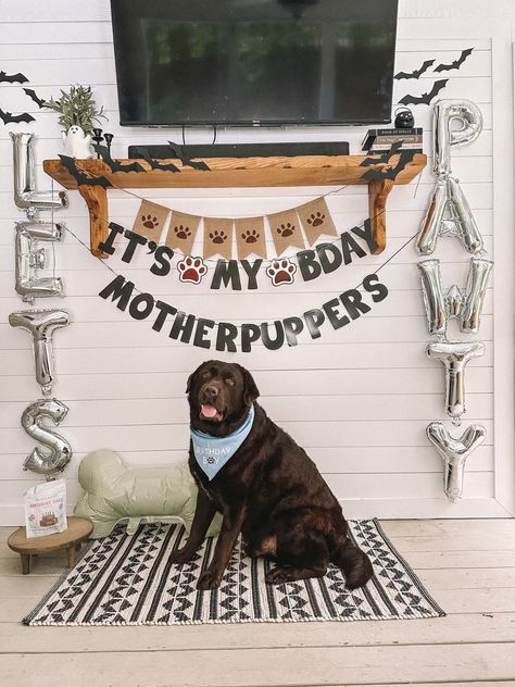 Dog birthday decor 1st Birthday Dog Ideas, 1 Year Dog Birthday Pictures, Dog Birthday Post, Dog First Birthday Pictures, Dog First Birthday Party, Dogs First Birthday Ideas, First Birthday Dog, Dog Birthday Pictures, Dog First Birthday