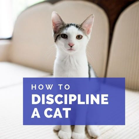 How to discipline a cat. Cat Behavior Chart, Cat Training Tricks, Train A Cat, Cats Tips, Kitten Stuff, Cat Groomer, Cat Information, Cat Years, Cat Tips