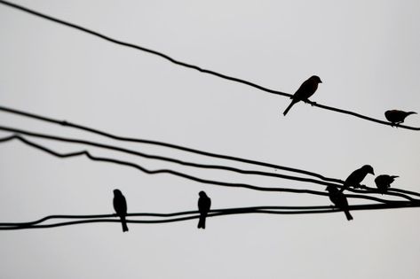 Birds On Powerline Tattoo, Birds Sitting On A Wire, Bird On Wire, Birds On Wire, Illustration Animals, Bird On A Wire, Easy Bird, Birds On A Wire, Wire Drawing