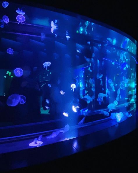 credit: IG @rocinante70 Located in Kyoto, the aquarium offers an entertaining and educational experience that caters to both adults and children. Japanese Aquarium, Dark Blue Korean Aesthetic, Kyoto Aquarium, Art Aquarium Tokyo, Green Aquarium Aesthetic, 2000s Aquarium Core, Blue Aquarium Aesthetic, Kaiyukan Aquarium Osaka Japan, Korean Aesthetic