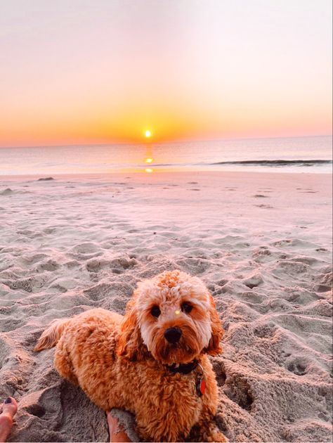 Preppy Animals, Preppy Summer, Sunrise Sunset, Beach House, Cute Animals, Puppies, Collage, Dogs, Animals