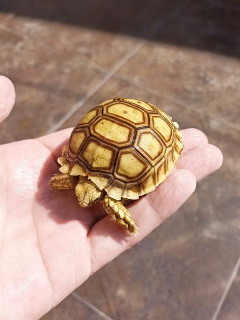 African spurred tortoise Endangered Species, Reptiles, Turtles, Tortoise, Quick Saves