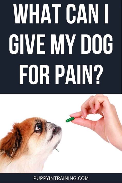 What Can I Give My Dog For Pain, Dog Sprained Leg Remedy, Meds For Dogs, Joints Pain Remedy, Pain Relief Remedies, Dog Remedies, Medication For Dogs, Dog Joints, Dog Leg