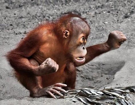 Regnul Animal, Baby Gorillas, Baby Orangutan, Great Ape, Qi Gong, Cute Monkey, Animal Jokes, Primates, Funny Animal Pictures