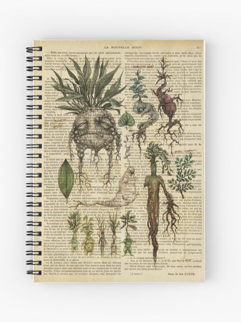 "Botanical print, on old book page - Mandragora" Spiral Notebook by lldd11 | Redbubble Victorian Books, Plant Book, Book Page Art, Dictionary Prints, Book Wall, Dream Studio, Old Book Pages, Sketchbook Ideas, Art Books