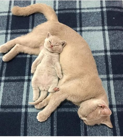 Mother Cat, Söt Katt, Mama Cat, Cute Cat Gif, Cute Cats And Kittens, Cats Meow, Beautiful Cats, Cat Gif, 귀여운 동물