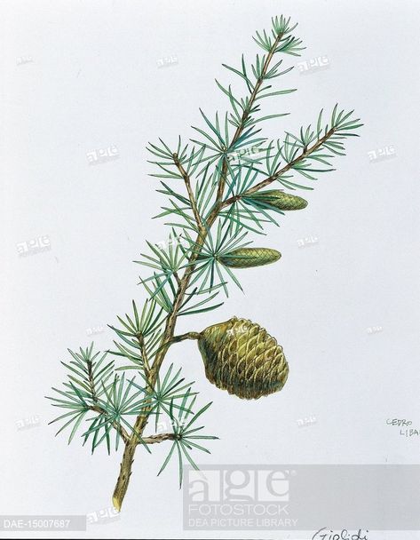 Botany - Trees - Pinaceae - Leaves and cones of Lebanon cedar (Cedrus libani), Stock Photo, Picture And Rights Managed Image. Pic. DAE-15007687 | age fotostock Lebanon Tattoo Ideas, Lebanon Tattoo, Levantine Aesthetic, Tattoo Siblings, Cedrus Libani, Lebanon Cedar, Cedar Of Lebanon, Shakespeare Garden, Lebanese Fashion