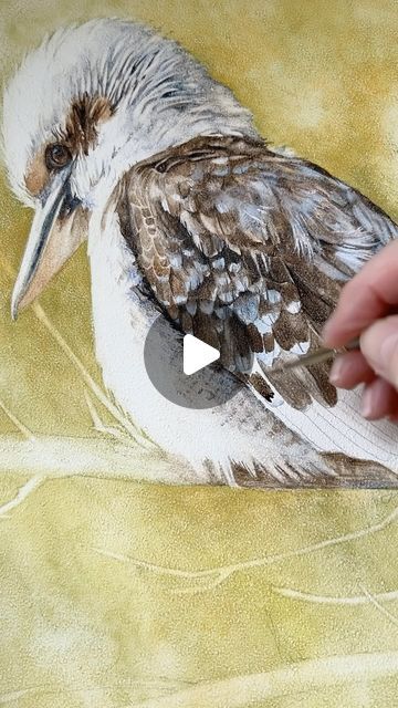 Louise De Masi on Instagram: "A Kookaburra painted on Ampersand Aquabord - from a photograph I took. I loved the way the light hit the bird and those ruffled feathers on the head - just needed to be captured. ❤️

#teamampersand #ampersandart #ampersand_artist #watercoloronpanel #watercolors #watercolor #watercolorpainting #watercolorart #birdart #aquarelle #artreel #WorldWatercolorMonth" How To Paint A Kookaburra, Watercolor Birds Tutorial, Watercolour Tips, Kingfisher Watercolor, Watercolour Birds, Ampersand Art, Ruffled Feathers, Bird Paintings, Watercolor Tips