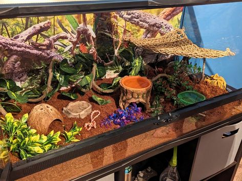 Do you need inspiration for building or upgrading your corn snake enclosure? we have 30 appealing tank designs for you. Snake Tank Setup, Corn Snake Enclosure Ideas, Snake Enclosure Ideas, Corn Snake Enclosure, Terrarium Stand, Indoor Rabbit Cage, Snake Cages, Snake Enclosure, Chinese Water Dragon