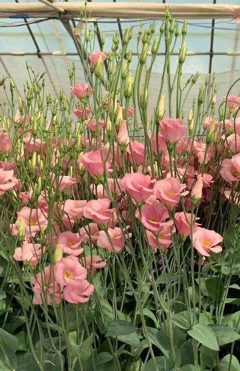 Lisianthus Viviana – Farmer Bailey Inc. Lisianthus Flowers, Caring For Mums, Floral Design Classes, Hogwarts Aesthetic, Garden Harvest, Wonderful Flowers, Tall Plants, Love Flowers, Pretty Flowers