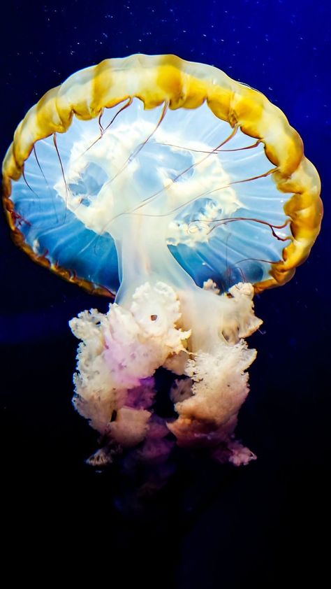 It must to see the SEA Life Centre London Aquarium if you visiting London🤩 London Aquarium, Sea Life Centre, Places In London, Weekend In London, Visiting London, Popular Places, London Places, Ocean Wallpaper, Visit London