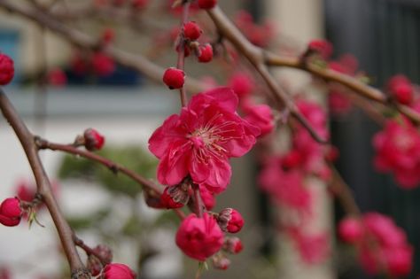 Contemporary Botanical Art, Prunus Mume, Red Cherry Blossom, Geometric Tattoo Arm, Plum Blossoms, White Cherry Blossom, Cherry Flower, Plum Flowers, Red Plum