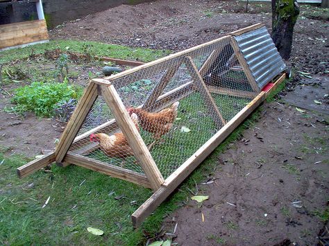 need a little chicken tractor like this to move a couple of non-layers through the veg garden. A Frame Chicken Coop, Mobile Chicken Coop, Chicken Home, Portable Chicken Coop, Backyard Chicken Coop Plans, Chicken Tractors, Chicken Tractor, Best Chicken Coop, Chicken Cages