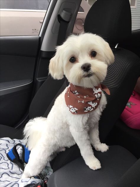 Dog Haircuts Maltese, Yorkie Bichon Haircuts, Malti Poo Haircut, Maltese Dog Haircut, Havanese Short Haircut, Fluffy Dog Haircut, Maltese Short Haircut, Short Maltese Haircut, Maltese Shih Tzu Haircuts