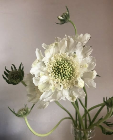 Scabiosa White, White Scabiosa, Scabiosa Tattoo, Scabiosa Flower, White Scabiosa Flower, Scabiosa Pods, Flower Therapy, Seasonal Flowers, Bunch Of Flowers