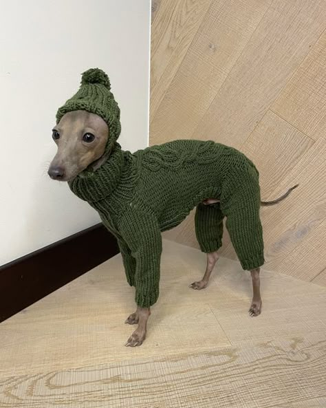 Italian Greyhound Clothes, Italian Greyhound Dog, Animals In Clothes, Greyhound Dog, Grey Hound Dog, Silly Dogs, Dream Dog, Dog Blog, Italian Greyhound