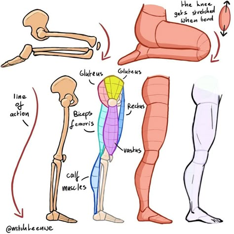 Character Proportions, Legs Anatomy, Simplified Anatomy, Anatomy Drawing Practice, Sketching Exercises, Hands Anatomy, Human Body Bones, Muscle Study, Character Design Anatomy