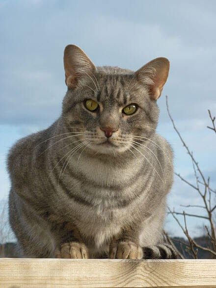 18 Most Expensive Cat Breeds In The World In 2021 | ChatterSource Ocicat, Kitten Wallpaper, Spotted Cat, Lovely Animals, Cat Pictures, Fascinating Facts, Anime Cat, Animal Sketches, Domestic Cat