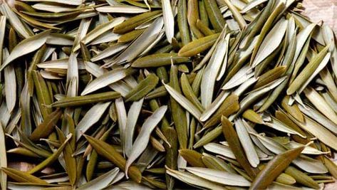 Olive Leaf Tea - 7+ Health Benefits Of This Amazing Product Olive Leaf Tea Benefits, Olive Leaf Tea, Reducing Blood Pressure, Tea Health Benefits, Tea Benefits, Reduce Cholesterol, Types Of Tea, Stomach Pain, Olive Leaf