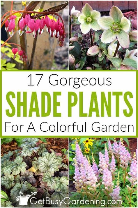 Low Sun Plants Outdoor, Shade Hosta Garden, Morning Sun Plants Garden Ideas, Zone 10 Shade Plants, Hardy Shade Plants, Shaded Front Garden Ideas, Low Light Landscaping Ideas, Shady Flower Beds, Shade Garden Flowers