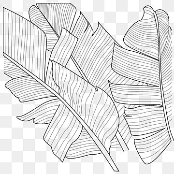 Banana Leaf Drawing, Banana Leaf Tattoo, Leaf Shading, Banana Drawing, Drawing Leaf, Wing Drawing, Banana Uses, Leaves Doodle, Tree Doodle