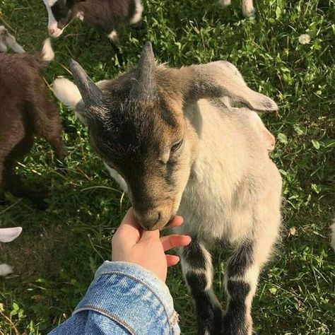 #AnimalObsessed Part Of Your World, Snap Story, Baby Goat, Baby Goats, Animal Friends, Wild Life, Cute Creatures, The Grass, Cute Little Animals