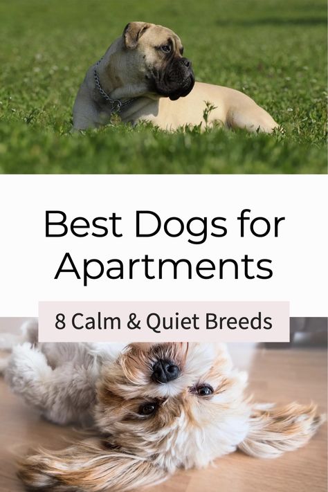 Best Dogs For Apartments, Small To Medium Dog Breeds, Small Fluffy Dogs Breeds, Best Dog Breeds For First Time Owners, Medium Size Dog Breeds, Dogs For Apartments, Best Medium Sized Dogs, Small Family Dogs, Apartment Dogs Breeds