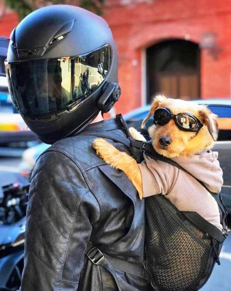 Motor Girl, Biker Dog, Puppy Time, Cute Dog Clothes, Pictures Of Dogs, Horses And Dogs, Baby Kittens, Baby Puppies, Dog Carrier