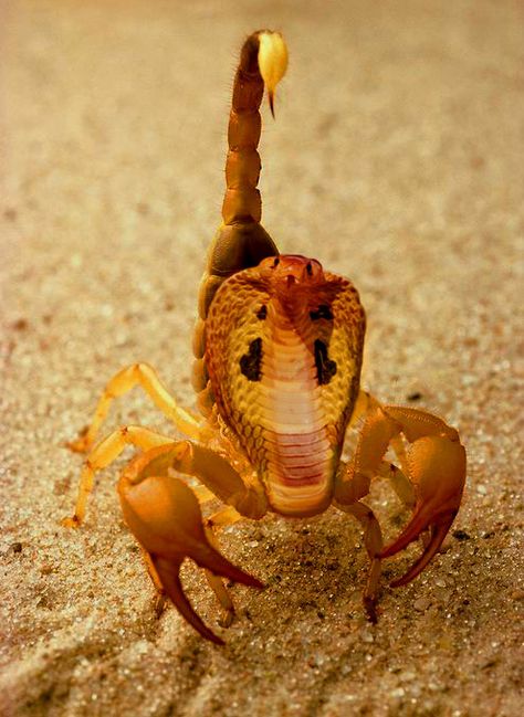 the double deadly scorpion cobra Weird Pets, Scorpion Image, Bird Meme, Animal Mashups, Yashoda Krishna, Weird Insects, Hybrid Animals, Deadly Creatures, Creepy Creatures