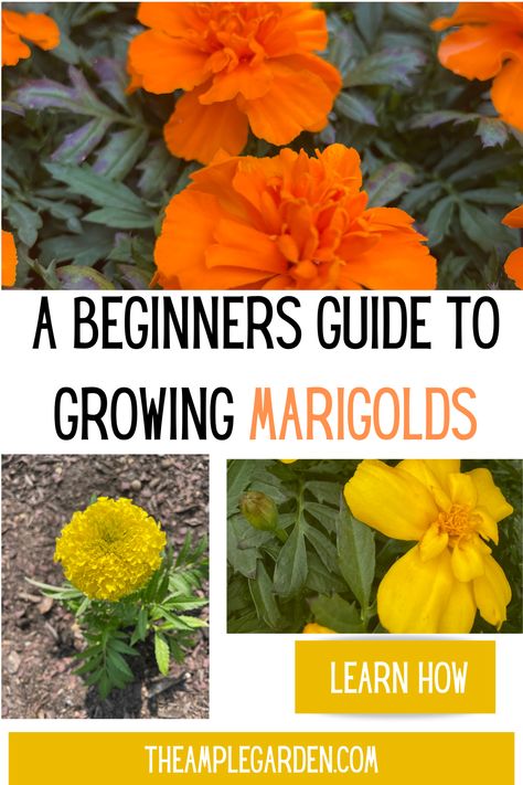 🌼🌿 Dive into the vibrant world of gardening with our Beginner's Guide to Growing Marigolds! 🌿🌼

Whether you're a seasoned gardener or just starting out, marigolds are the perfect addition to any garden. Discover everything you need to know from planting to care tips in our latest blog post! 📚💡

👉 Click the link to learn more and start your marigold-growing journey today! #MarigoldGardening #BeginnersGardening #GreenThumb #GardeningTips 🌱✨ Starting Seeds Outdoors, Budget Flowers, Growing Marigolds, Planting Marigolds, Strawberry Plants, Soil Health, Soil Improvement, Flowering Shrubs, Veggie Garden