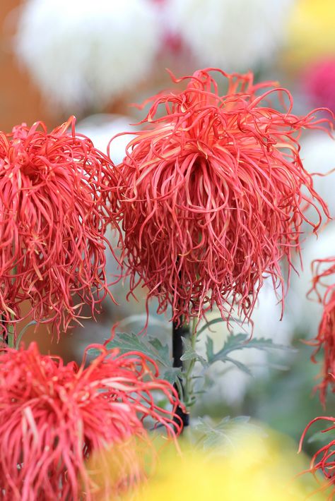 Japanese Chrysanthemum, Chrysanthemum Flower, Unusual Plants, Unusual Flowers, Rare Flowers, Unique Flowers, Exotic Plants, Exotic Flowers, Beautiful Blooms