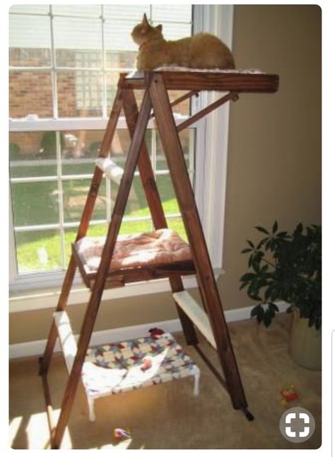 Ladder Tree, Cats Tree, Kat Diy, Chat Diy, Cat Ladder, Diy Cat Tree, Cat Towers, Cat Perch, Ideal Toys